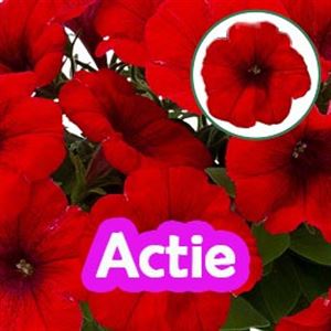 Bild von Petunia P12 "Actie" Red